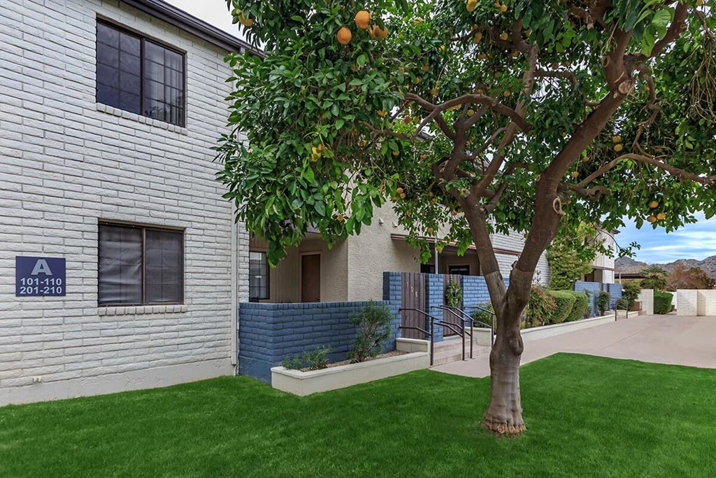 an orange tree in the front yard of a white building