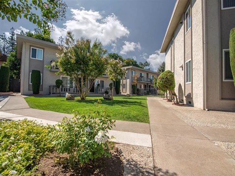 Grassy area with trees between buildings