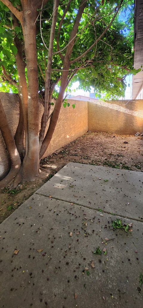 a small private backyard with a tree, concrete pad and open area