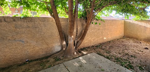 a tree in a private backyard