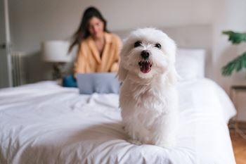 a small white dog sitting on a bed with a woman on a laptop at Anson at North Hills, Raleigh, NC