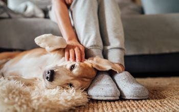 A person is petting a dog on a carpet.
