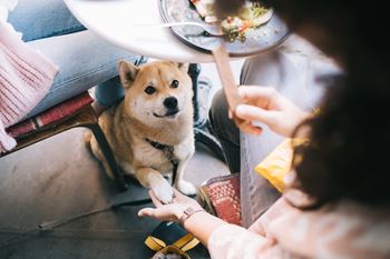 a dog sitting at a table with a person and a plate of food
