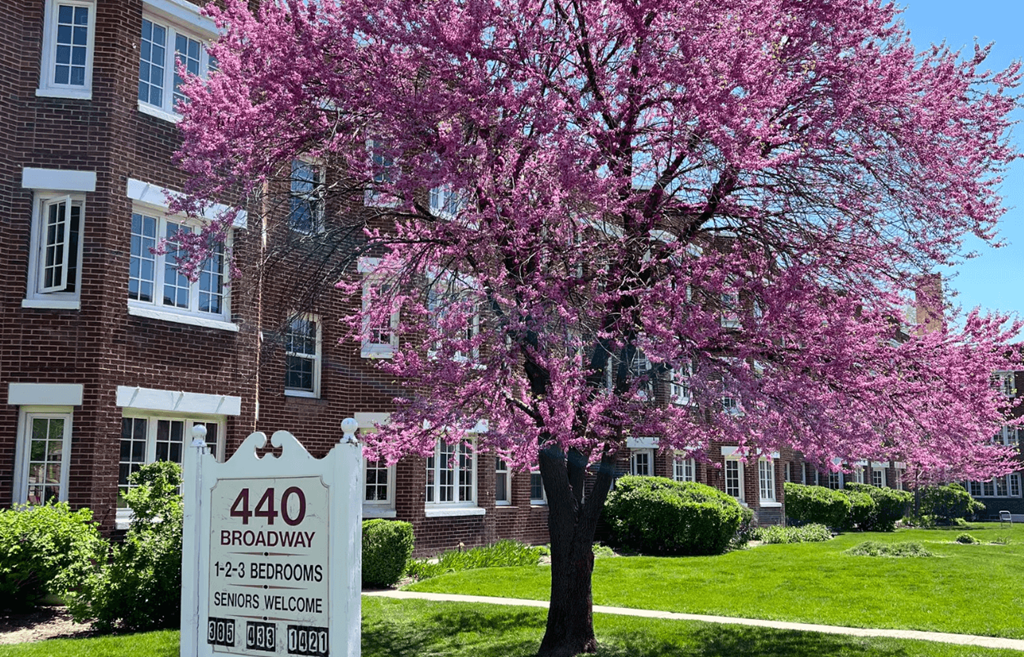 A tree with pink blossoms stands in front of a brick building with a sign that reads 440 Broadway.