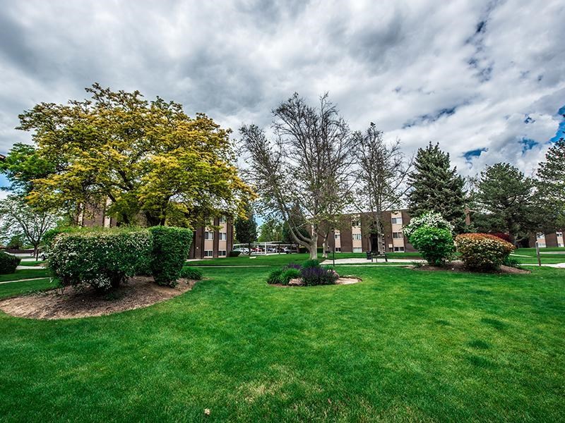 A green lawn with a yellow tree and a building in the background.