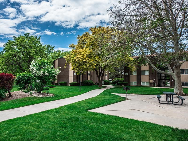 A tree with yellow leaves is in the middle of a grassy area.