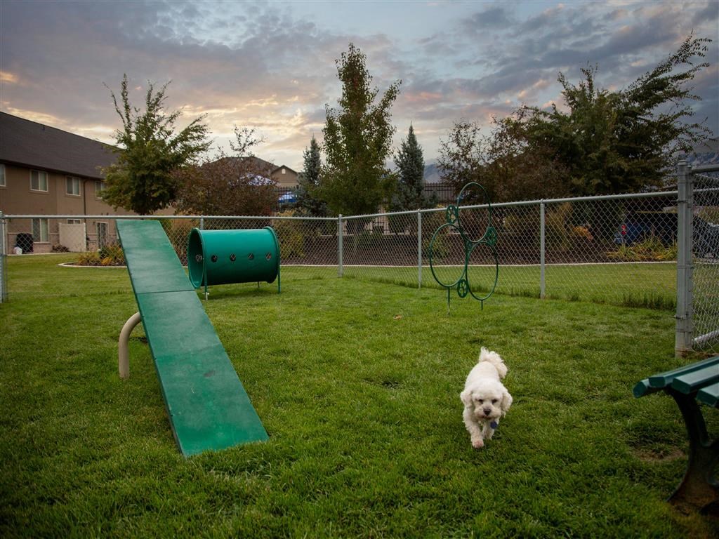 a white dog walking near a seesaw in a dog park