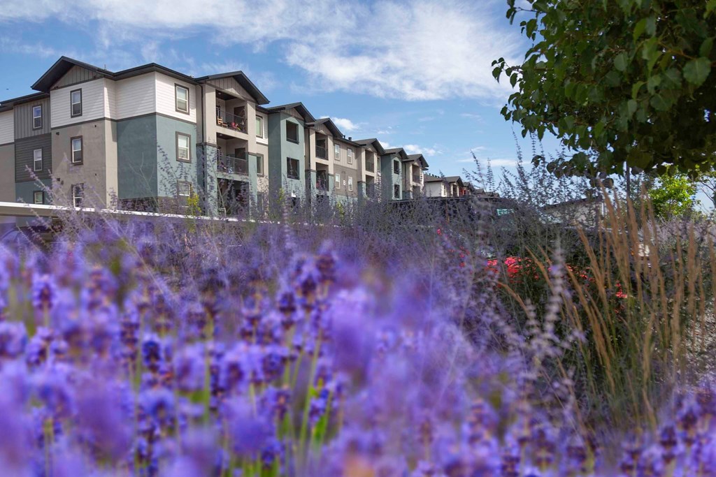 a field of purple flowers in front of a building