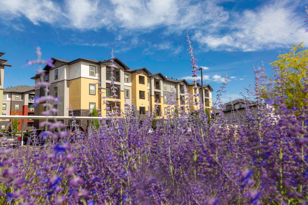 purple flowers in the foreground with a row of houses in the background
