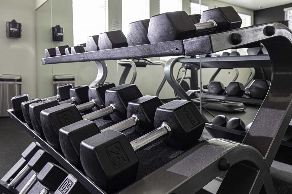a row of dumbbells in a gym