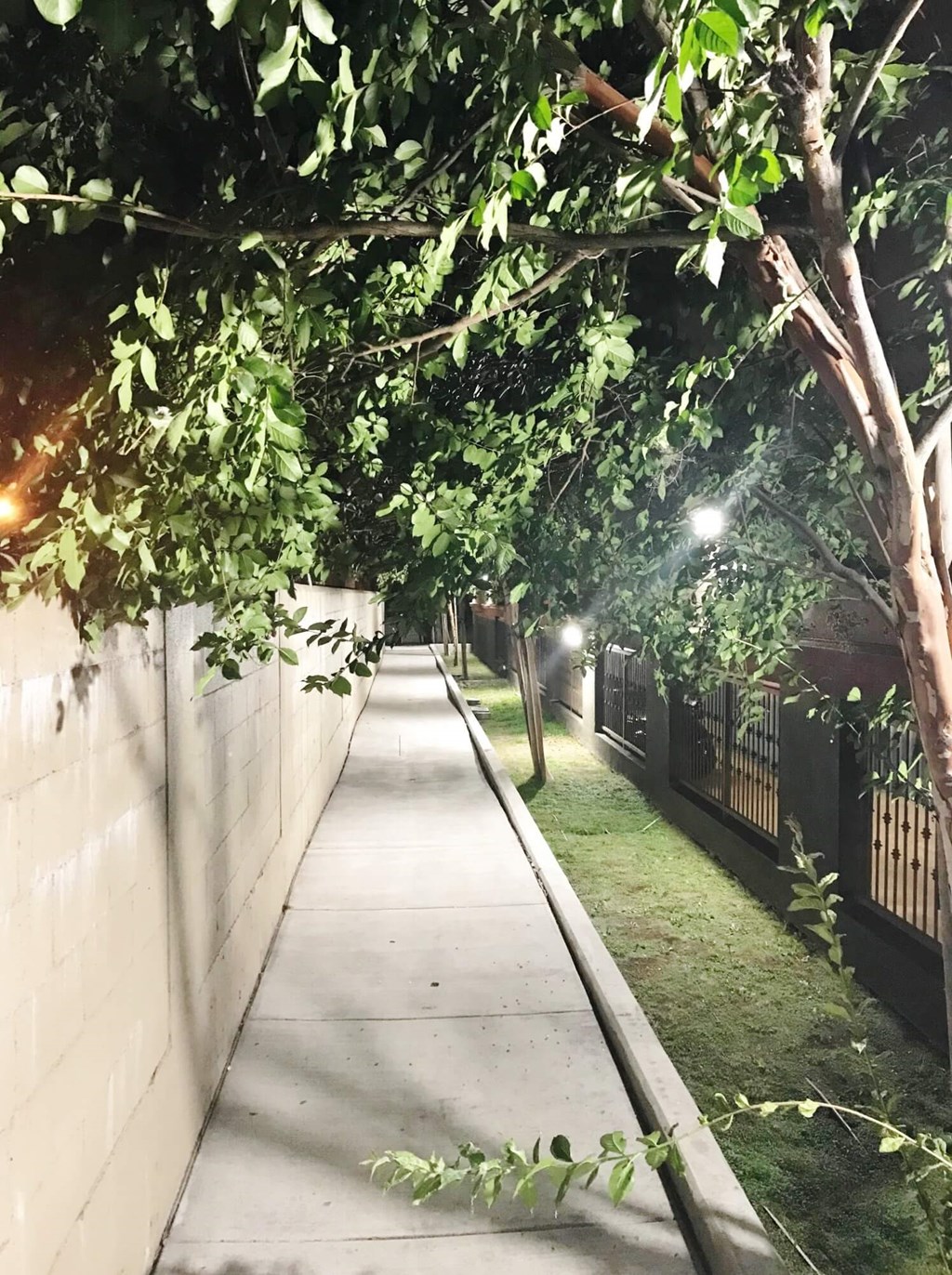 a sidewalk with trees on both sides