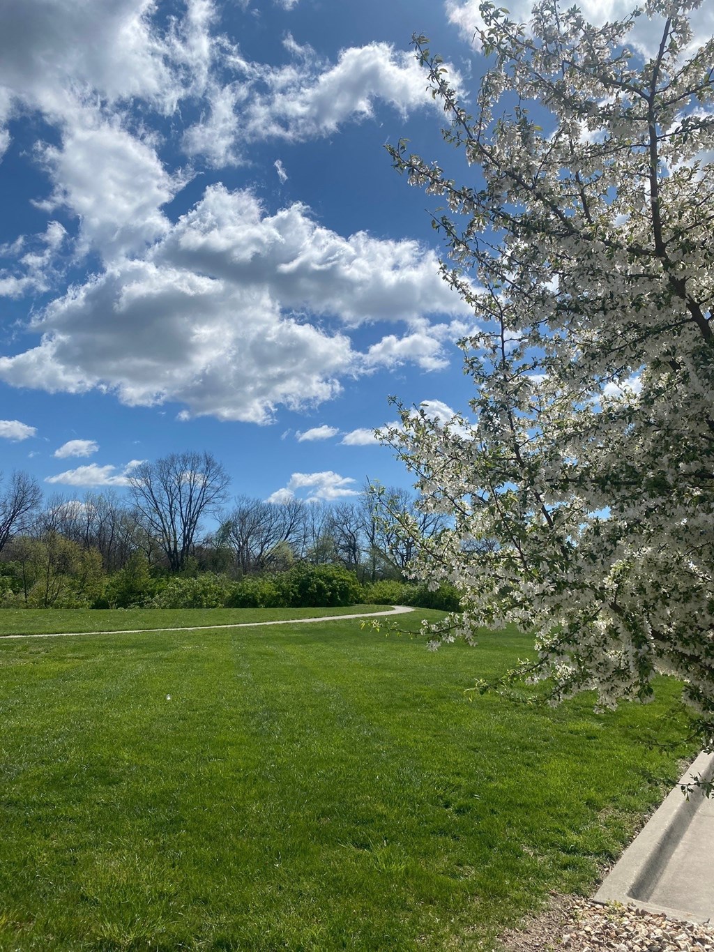 a grassy field with trees and clouds in the sky