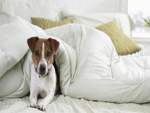 Domain At Cedar Creek