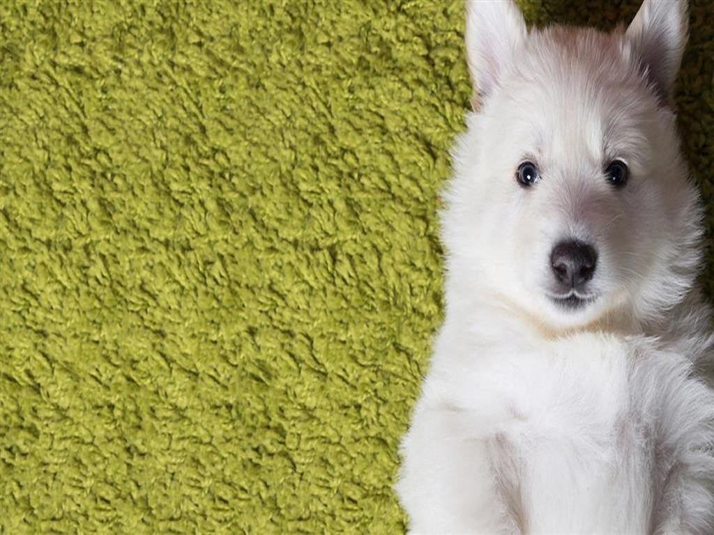 a small white dog laying on a yellow blanket