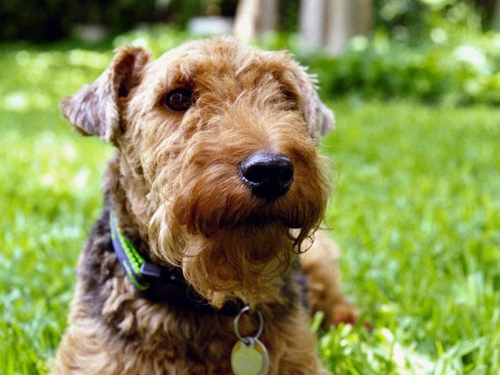 a small brown dog sitting in the grass