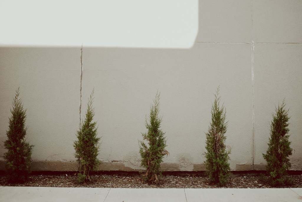 three small pine trees in front of a white wall