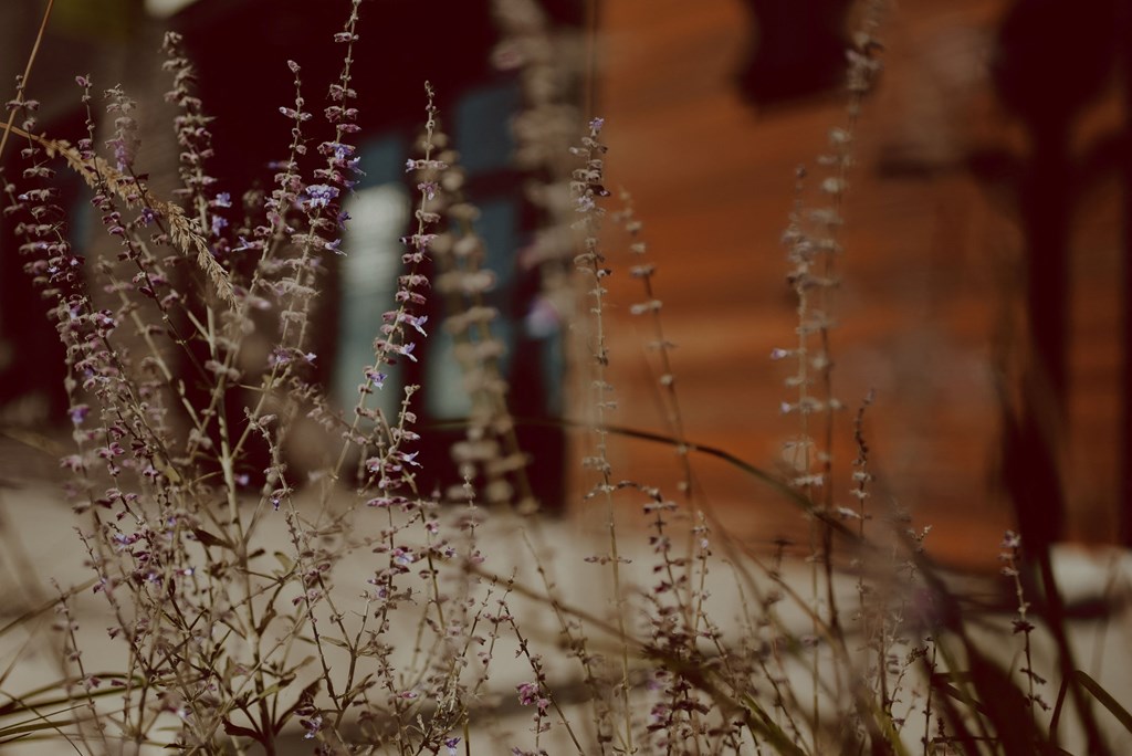 a bunch of dry grass with water droplets on it