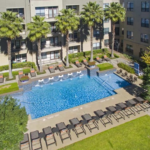 A swimming pool surrounded by palm trees and lounge chairs.