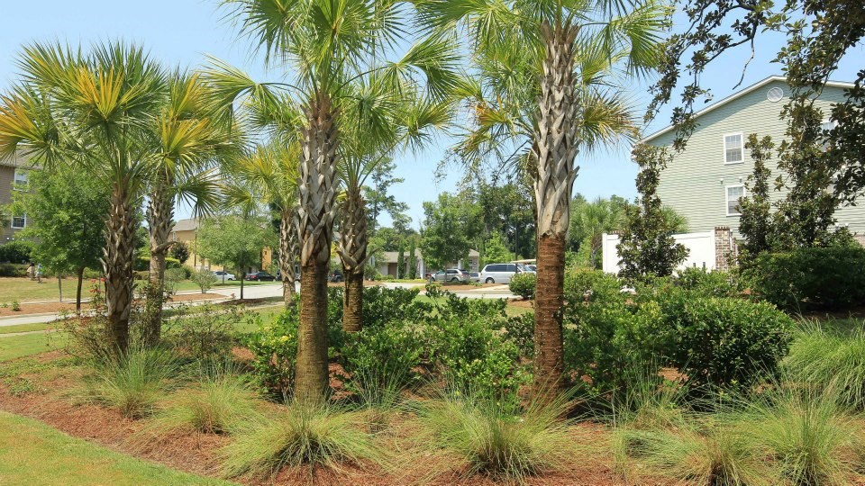 Lush Green Outdoors at Cross Creek Apartments, Beaufort
