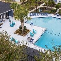 A pool surrounded by chairs and a palm tree.