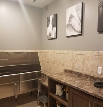 A kitchen with a stainless steel dishwasher and two framed pictures of dogs on the wall.