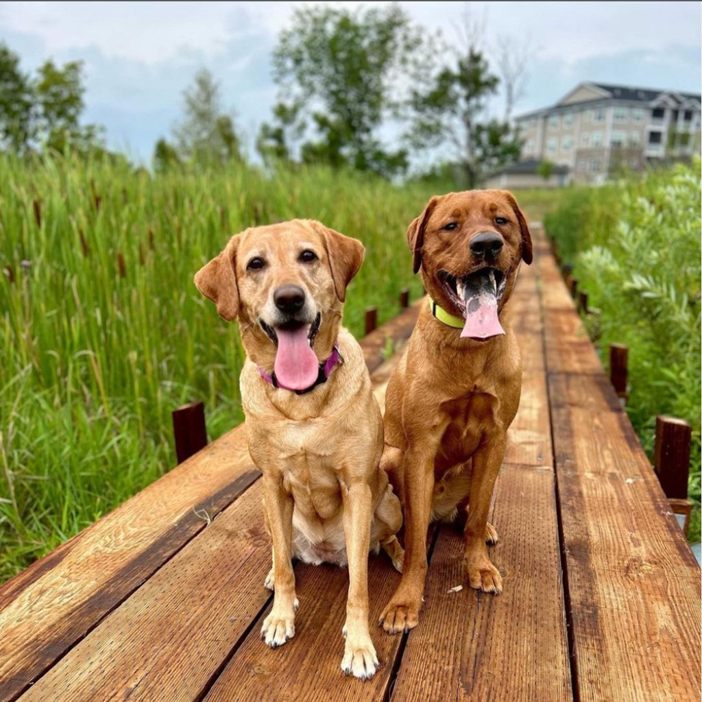 two dogs sitting on a wooden bridge  at Timber Ridge, Forest Lake, 55025