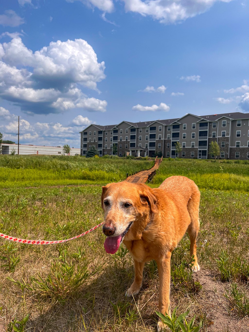 a dog on a leash in a field in front of an apartment building  at Timber Ridge, Forest Lake