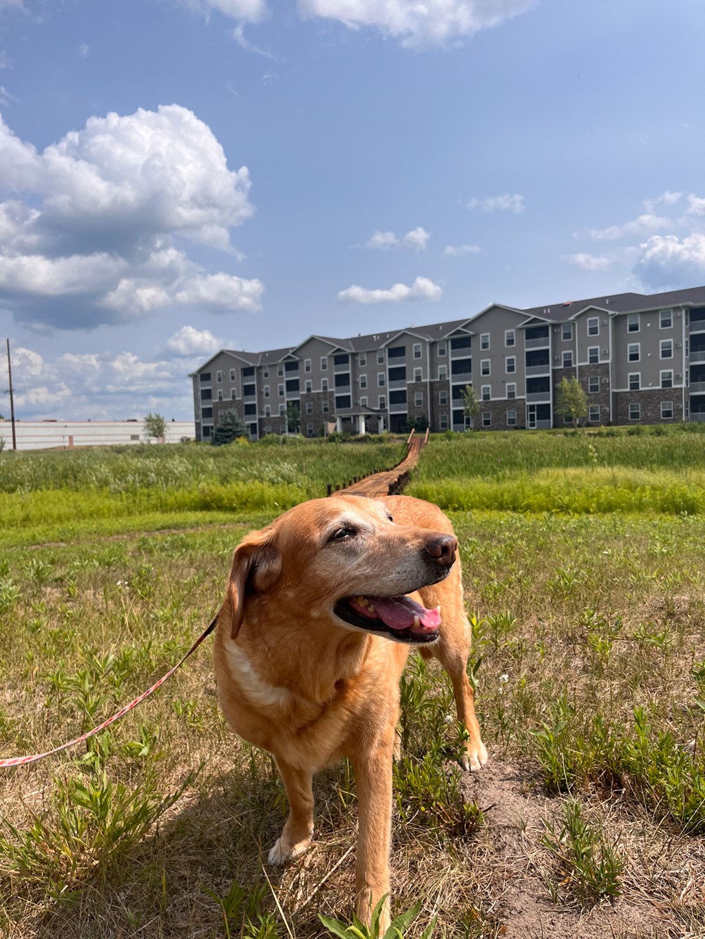 a dog on a leash in a field with an apartment building in the background  at Timber Ridge, Forest Lake, 55025
