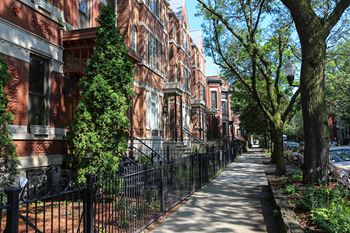 Tree-Lined Streets
