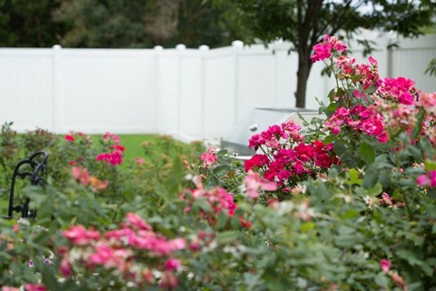 Pink flowers in the foreground with a white fence in the background.