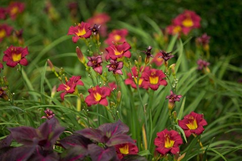A cluster of red flowers with yellow centers are in focus in the foreground.