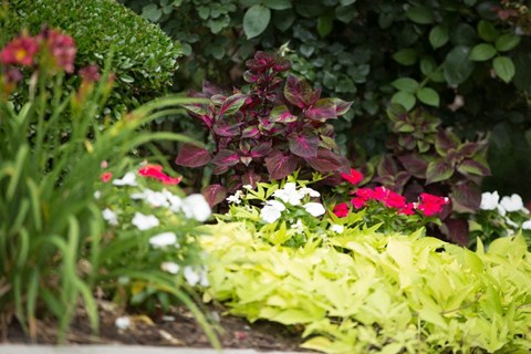 A garden with a variety of flowers including red, white, and yellow blooms.