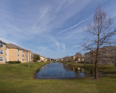 A tree stands next to a body of water in front of apartment buildings.