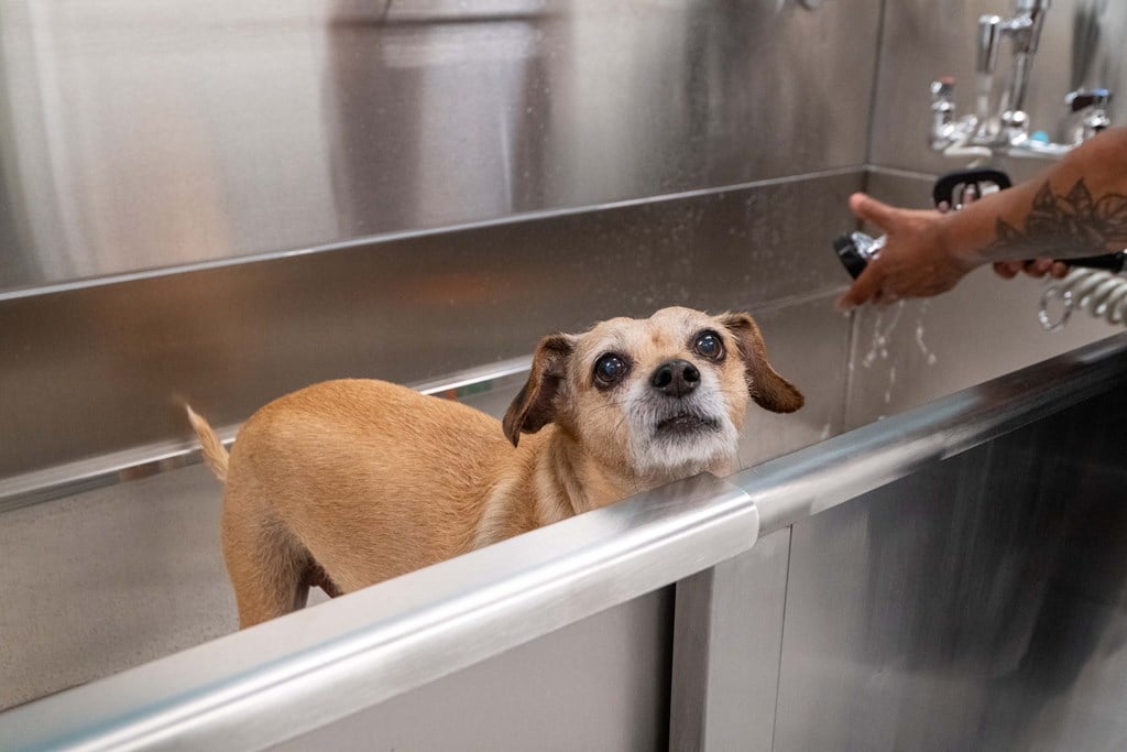 Dogs love The Leggett!