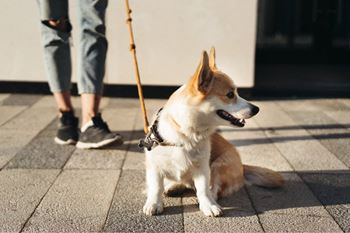 A small dog sits on a paved surface with a stick in its mouth.