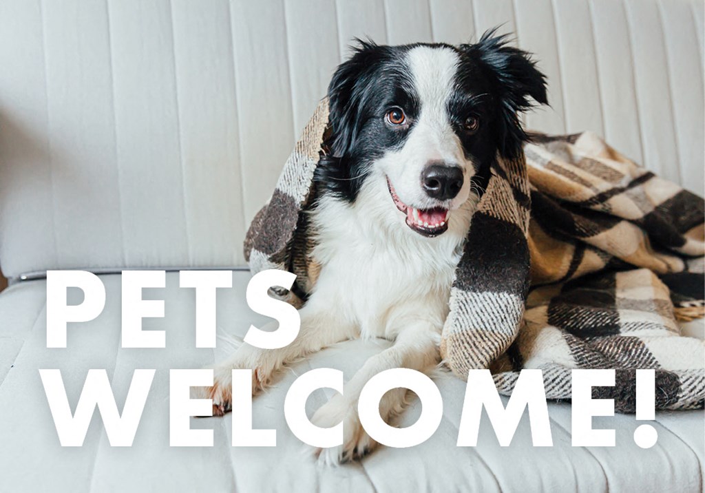 a black and white dog sitting on a couch under a blanket