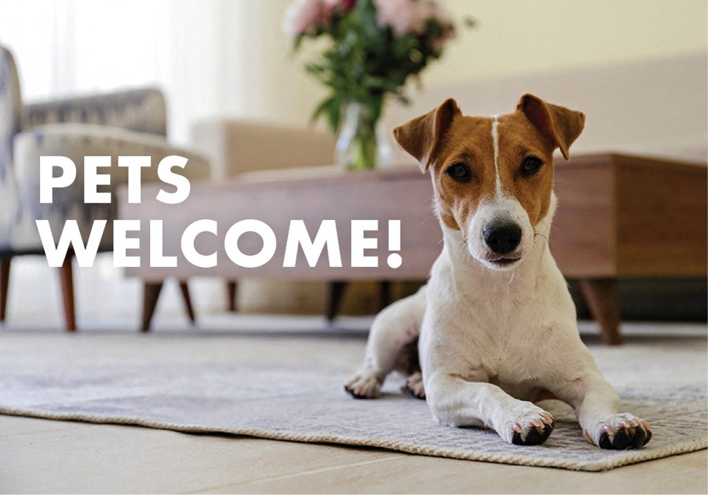 a brown and white dog laying on a rug in a living room