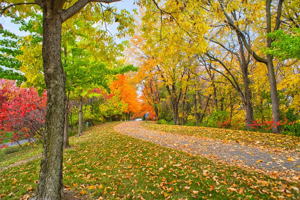 a path in a park with leaves on the ground at Victoria Flats, Victoria, MN, 55386