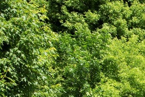 Eden Glen Apartments In Eden Prairie Mn