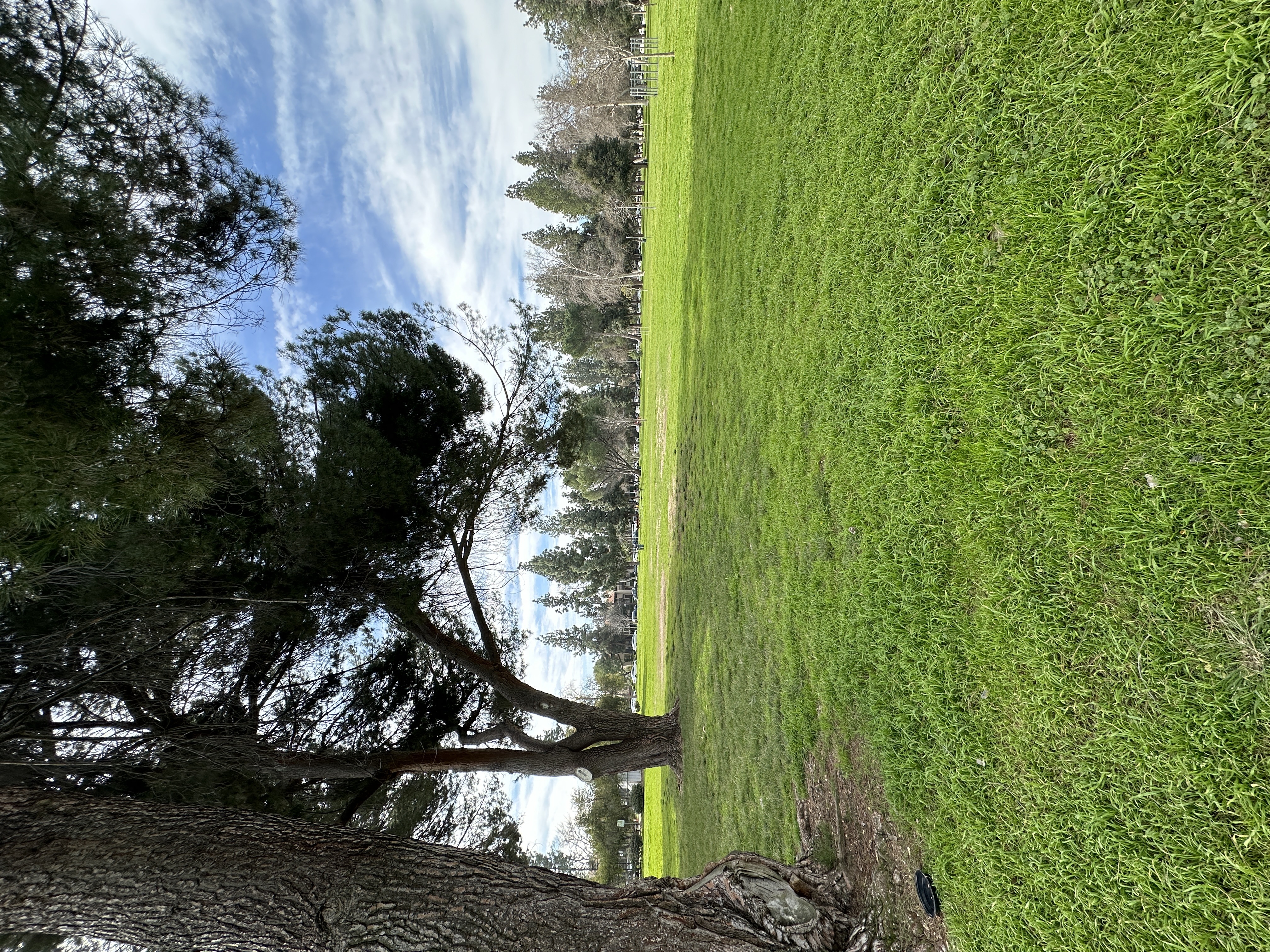 Grassy field with trees at City View Apartments at Warner Center, Woodland Hills, 91367
