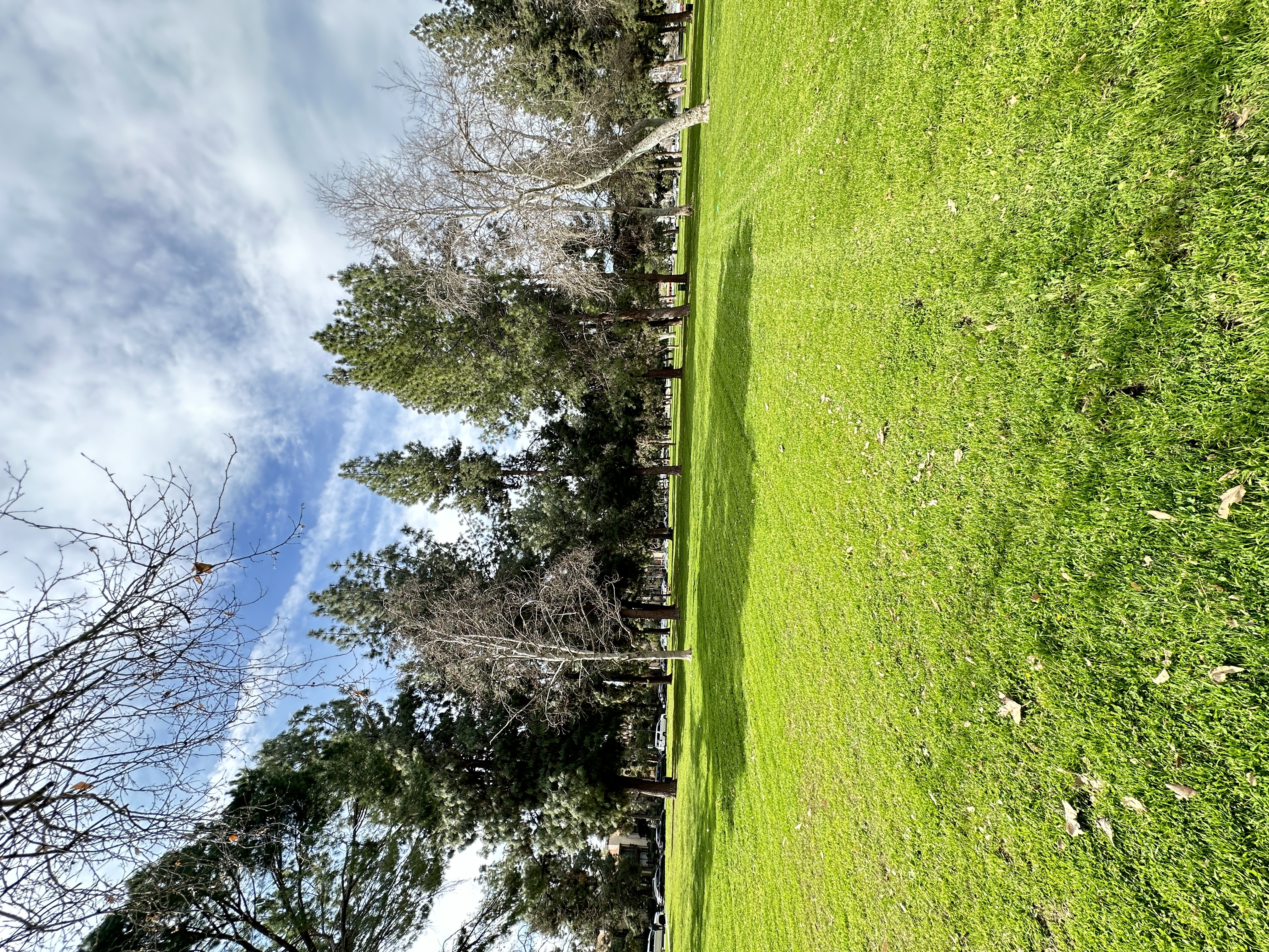 Grassy field with trees at City View Apartments at Warner Center, Woodland Hills, CA 