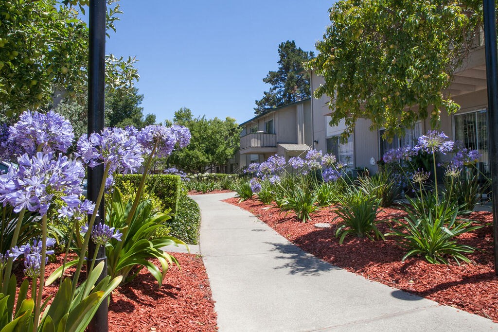 a sidewalk in front of a building with purple flowers at Campbell West, Campbell California