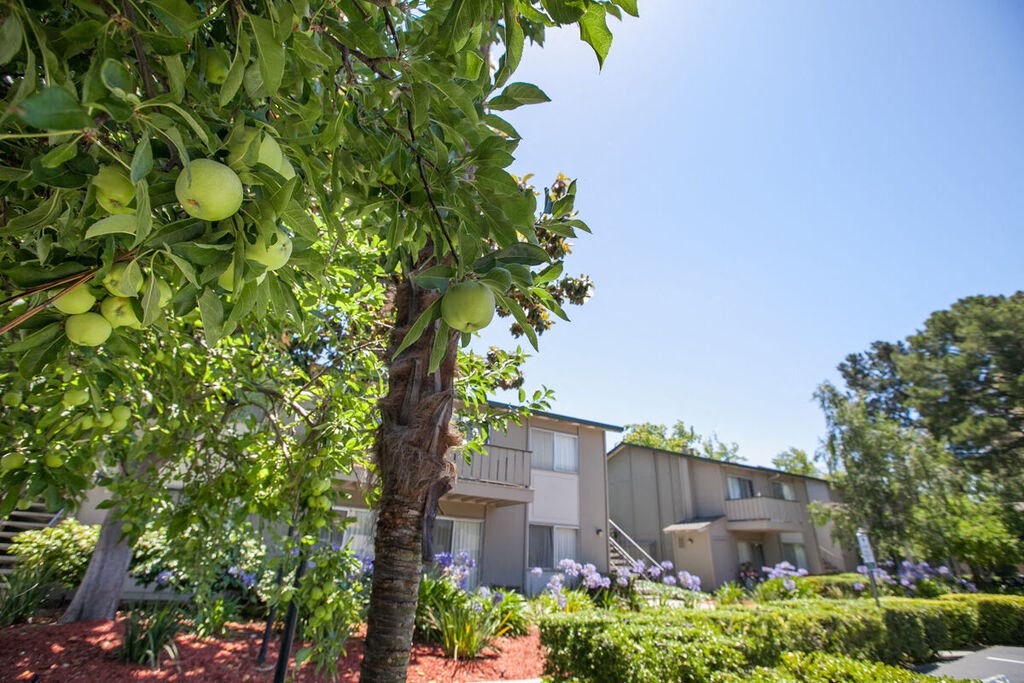 a fruit tree in front of an apartment building at Campbell West, Campbell, 95008