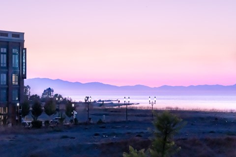 A pine tree stands in the foreground of a landscape with a mountain range in the background.