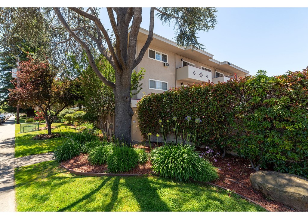 A tree in a front yard with a building in the background.