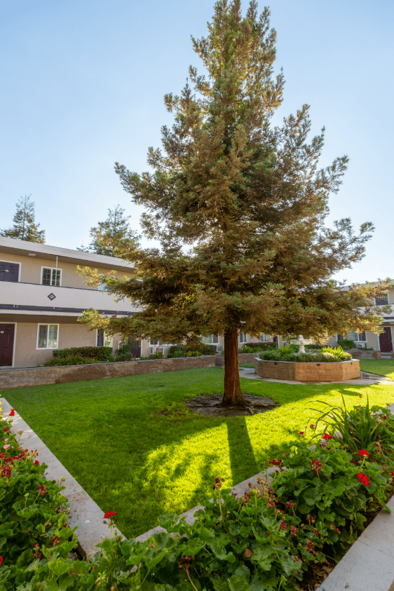 A tree in a yard with a house in the background.