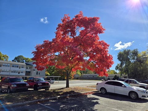 a maple tree with red leaves in a parking lot