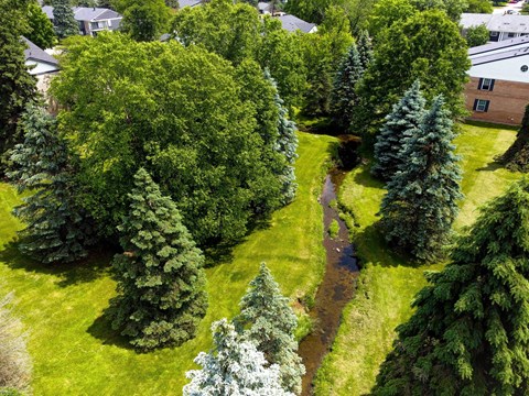 a aerial view of trees in a park