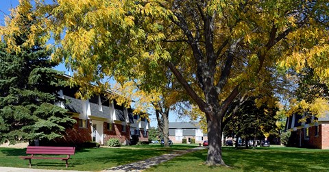 A tree with yellow leaves in front of a building.