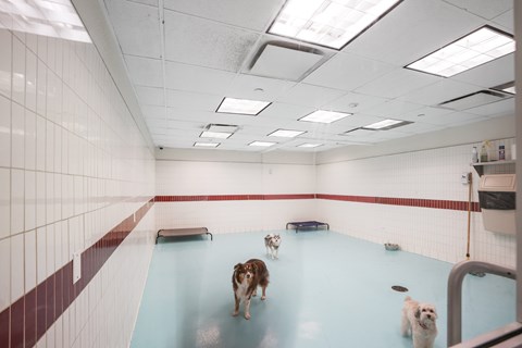 Three dogs are walking on a blue tiled floor.
